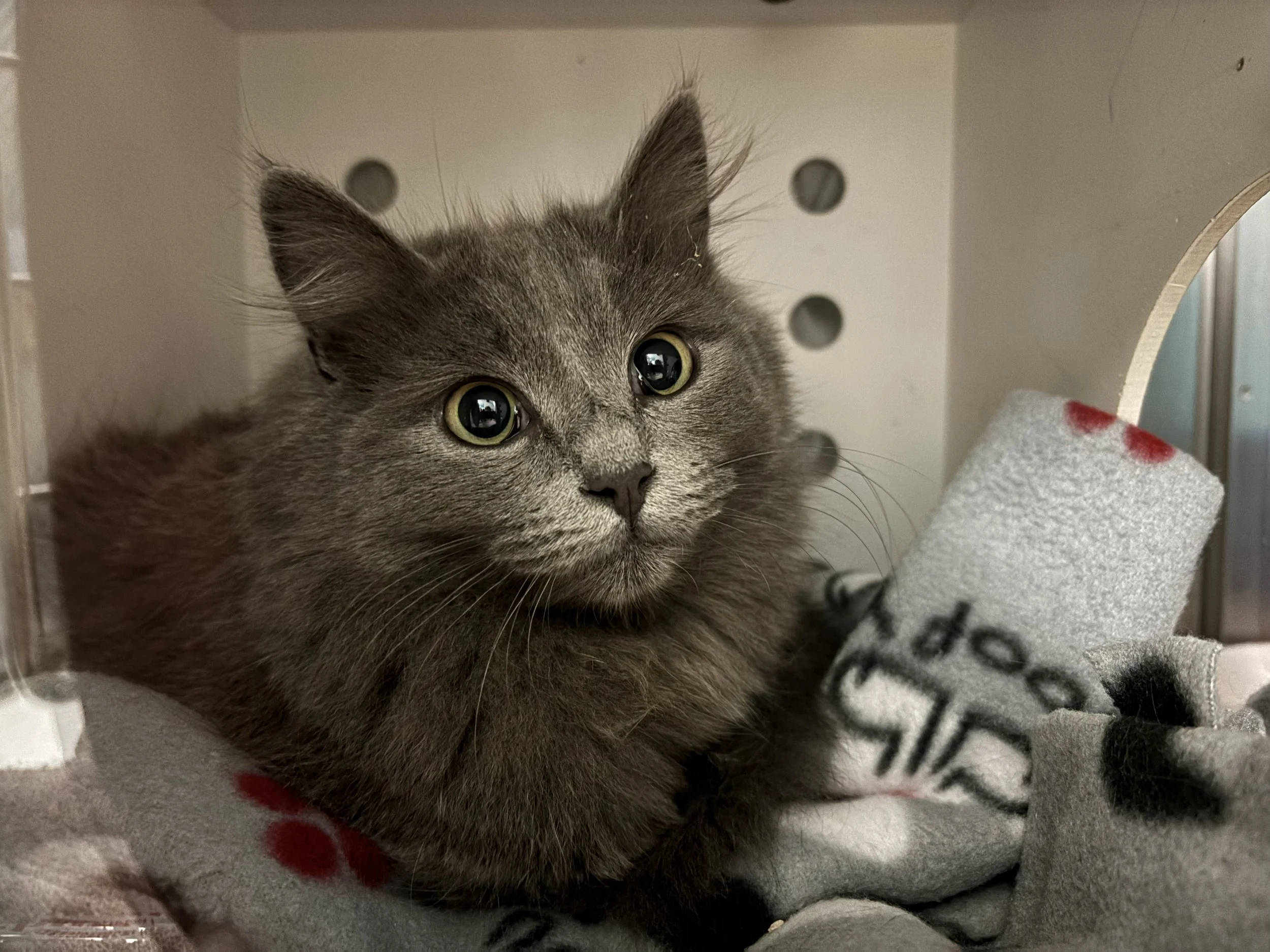 Scarlet - Adopted 1/26