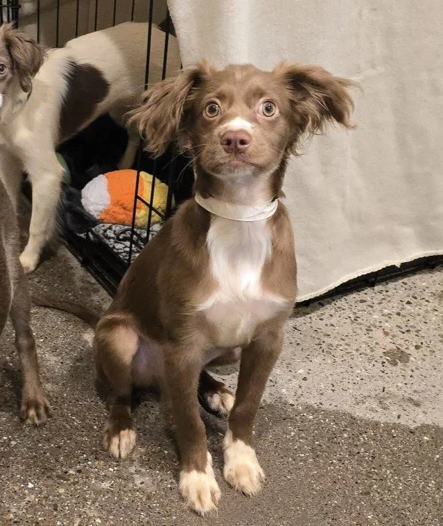 Pax — Pets In Need