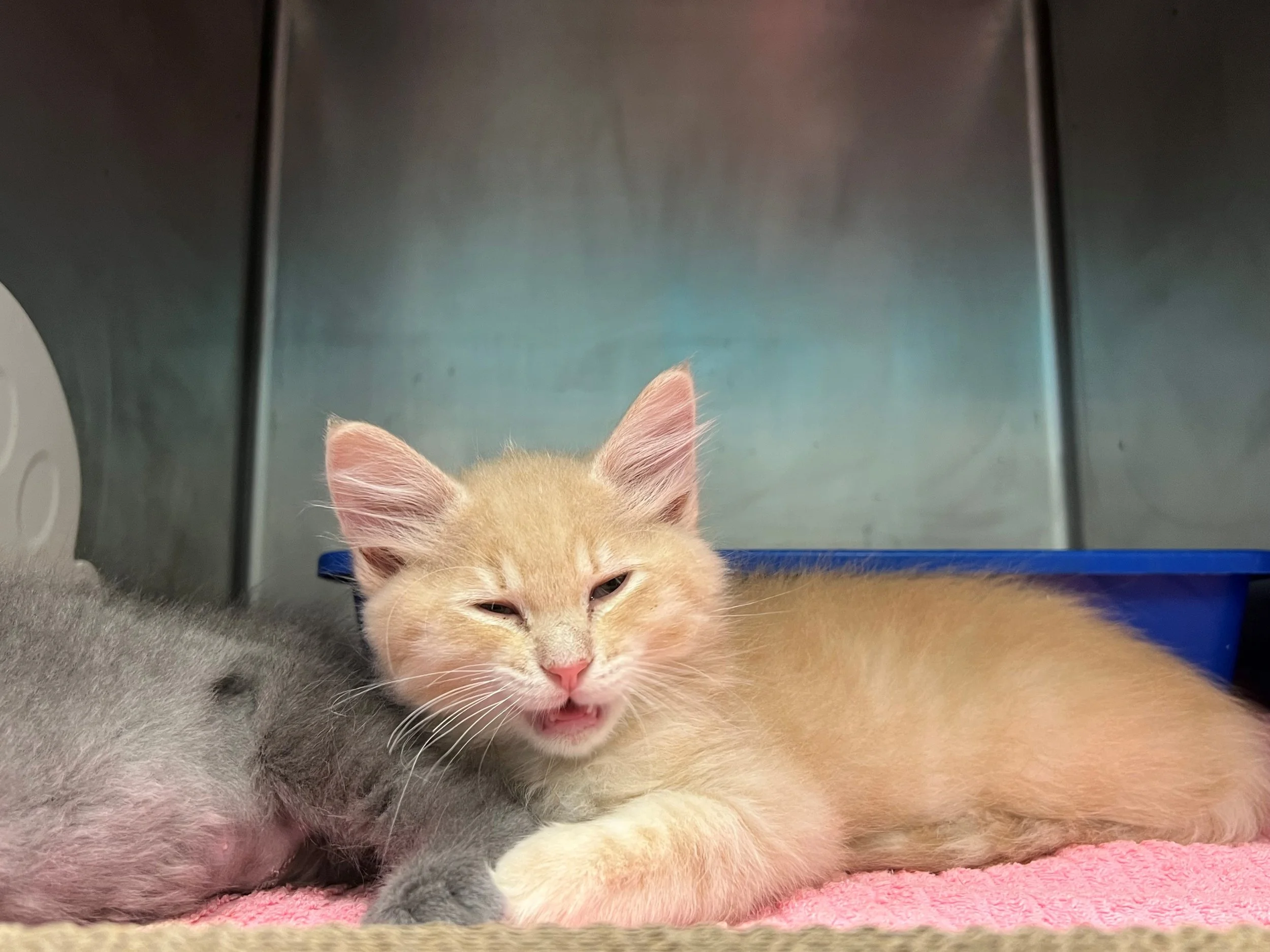 Carrot - Adopted 12/3/25