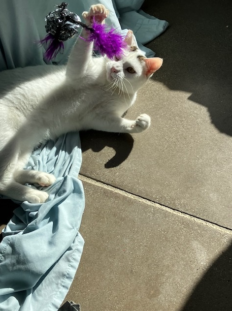 Screenshot 2026-03-05 134630.png