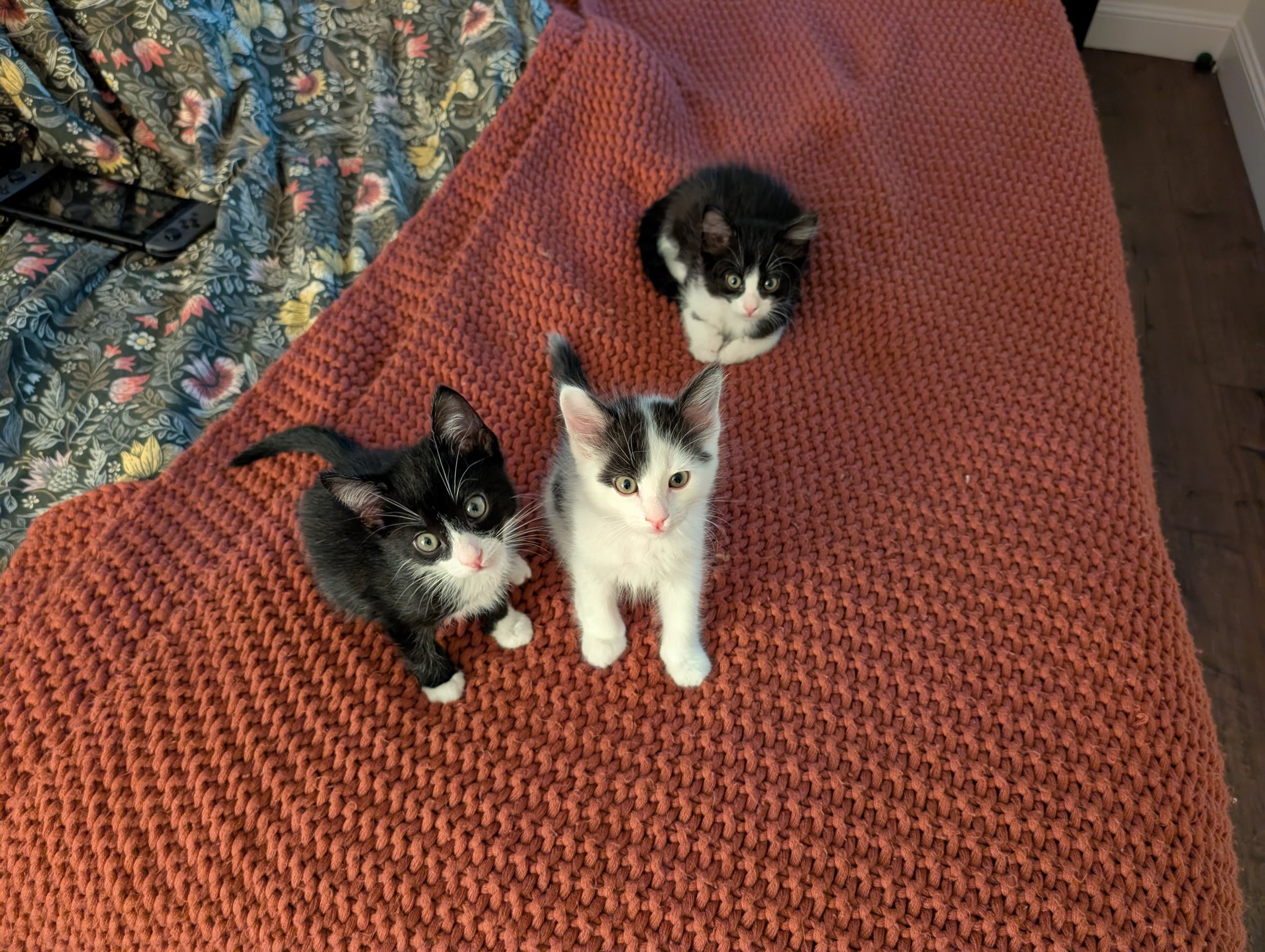 Cutties.jpg