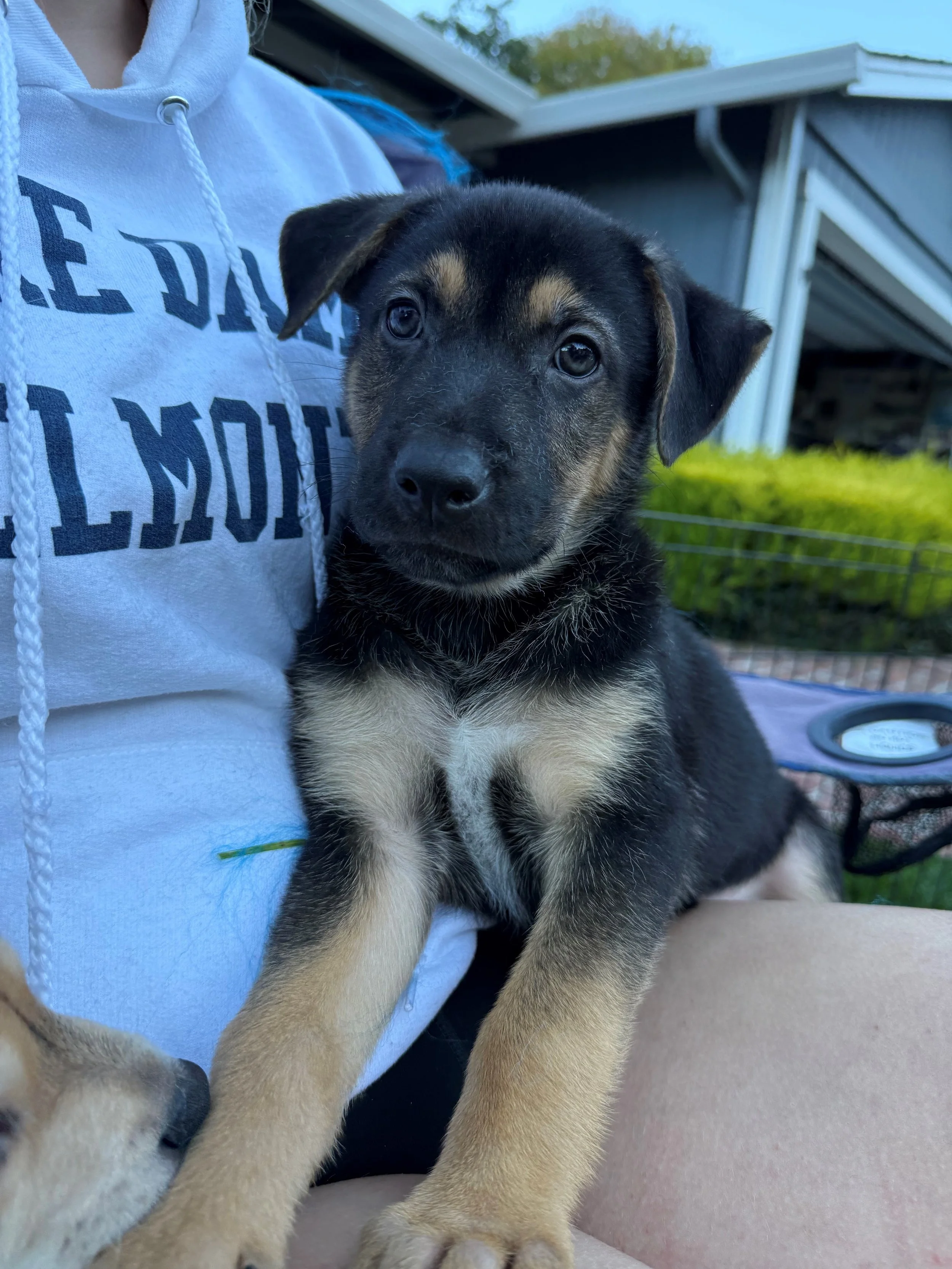 Biscuit1.jpg