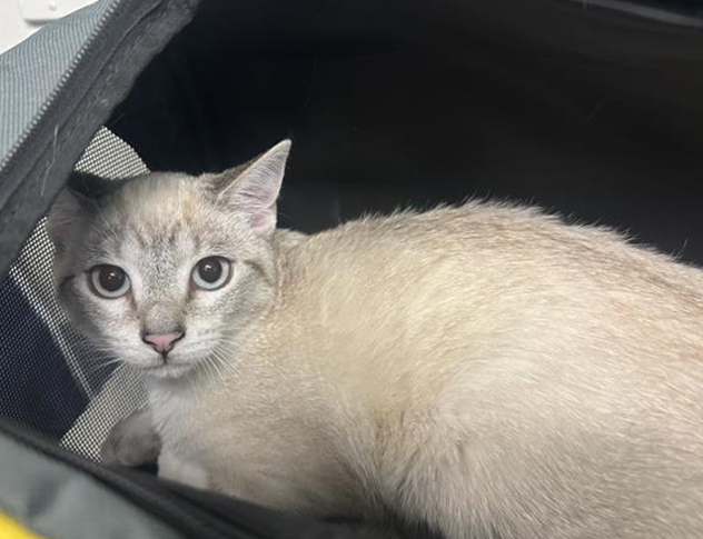 Meringue - Adopted 01/13