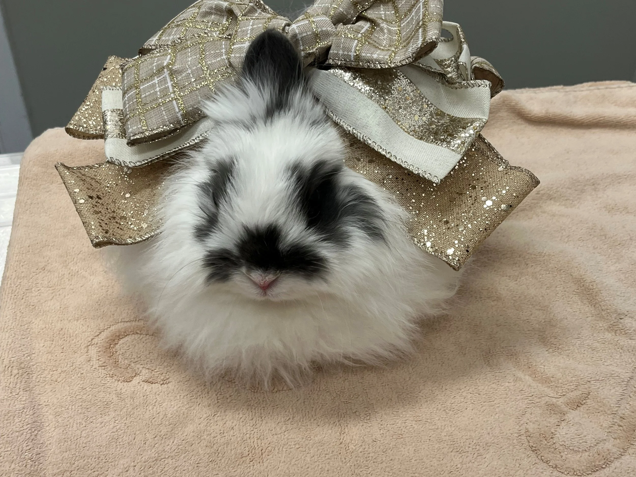 peanut 2.jpg