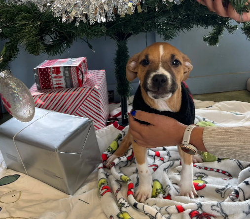 Screenshot 2025-12-19 112533.png