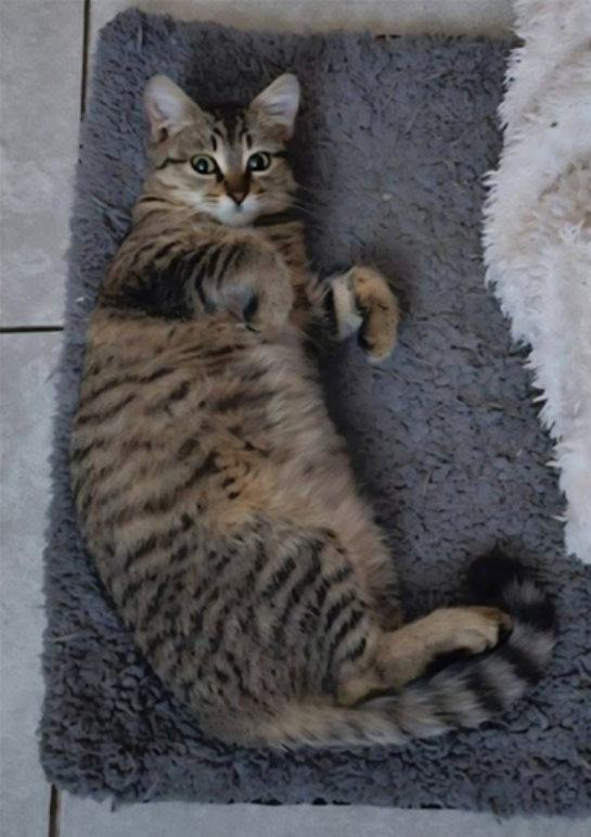 Blossom - Adopted 1/24