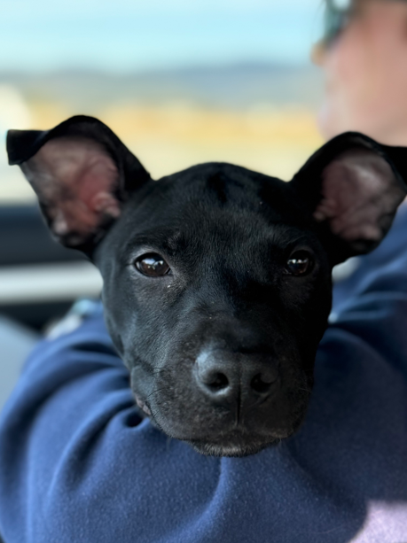 Screenshot 2026-01-17 170706.png