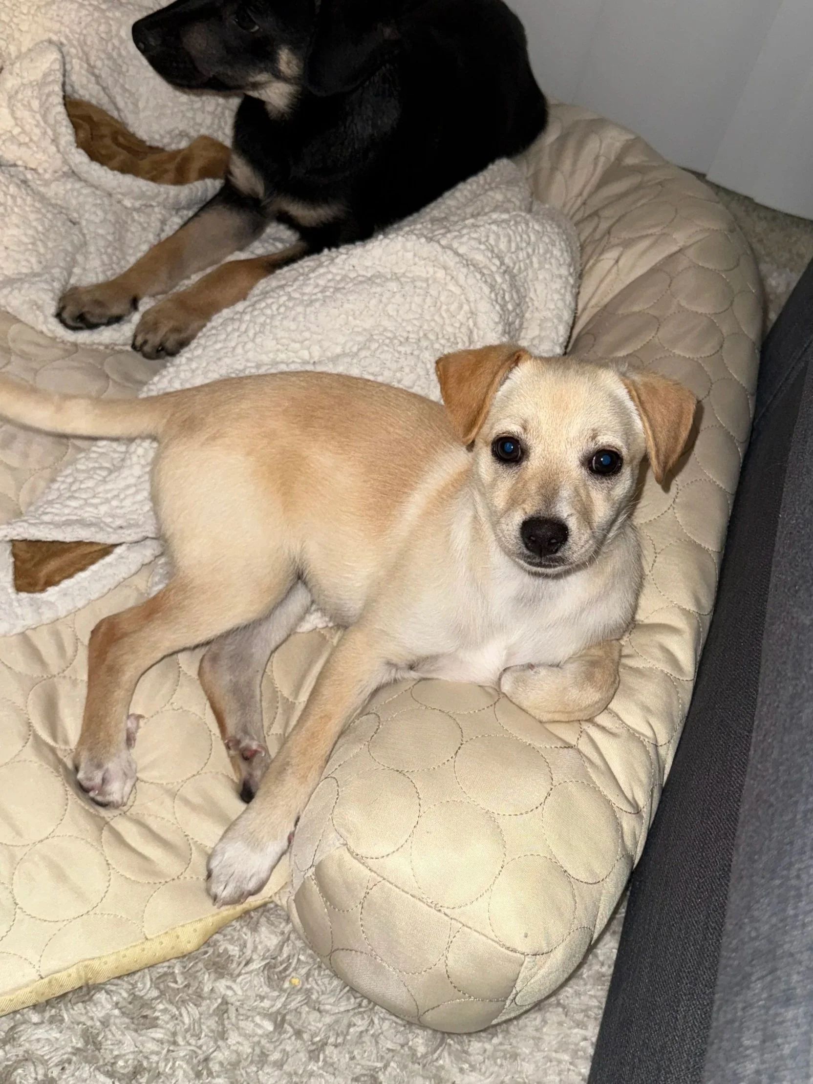Pepita - Adopted 11/28/25