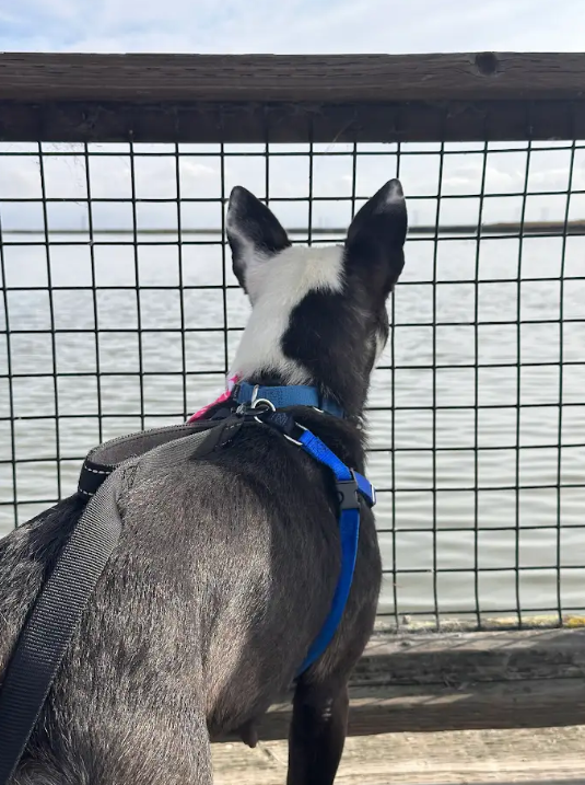 Screenshot 2026-02-16 114741.png