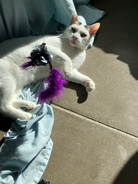 Screenshot 2026-03-05 134623.png