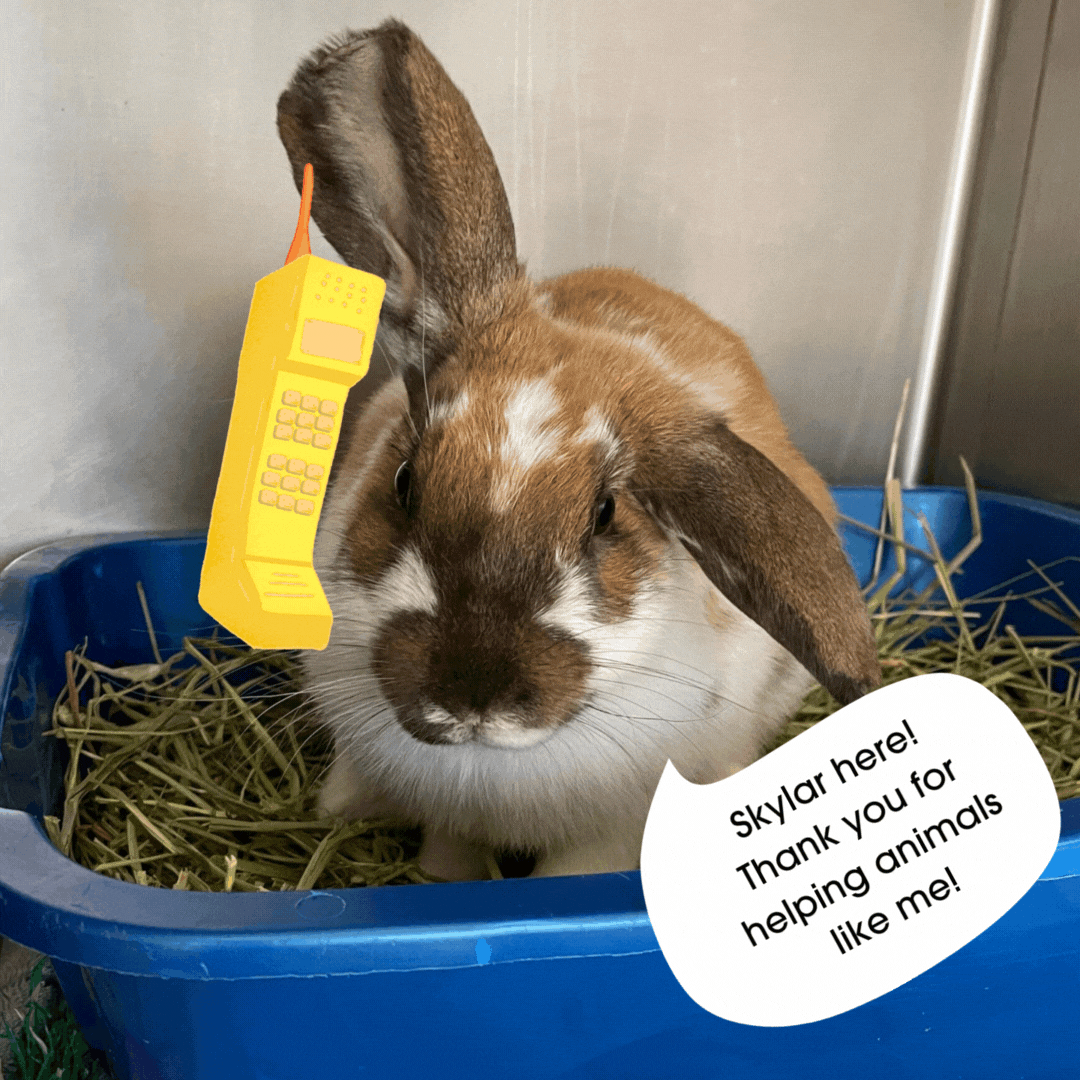 🎁 Holiday Fun — Pets In Need