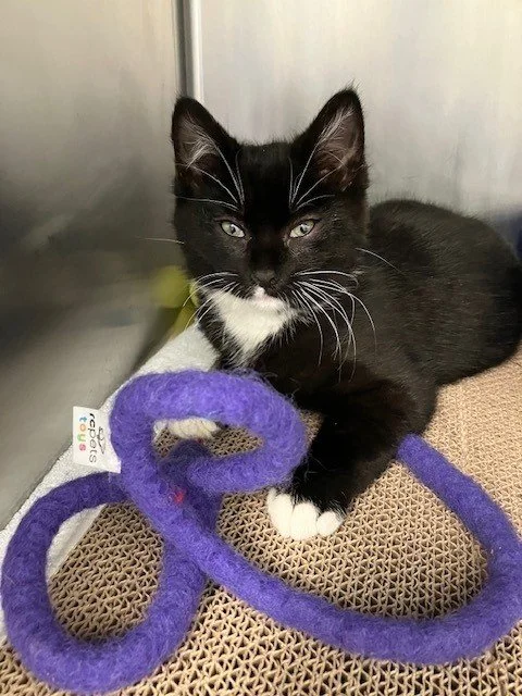 Goldfish-Adopted 2/1/26