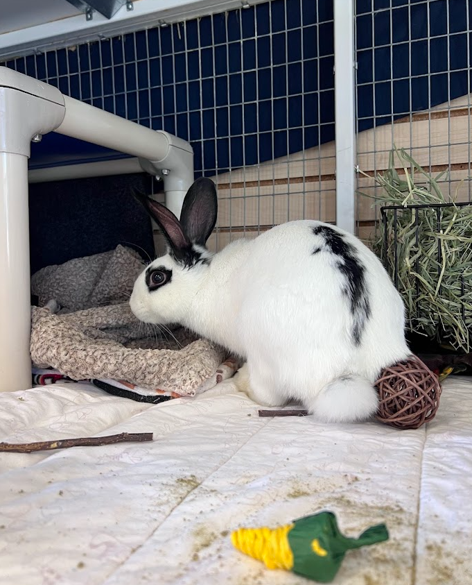 Screenshot 2026-03-06 171816.png