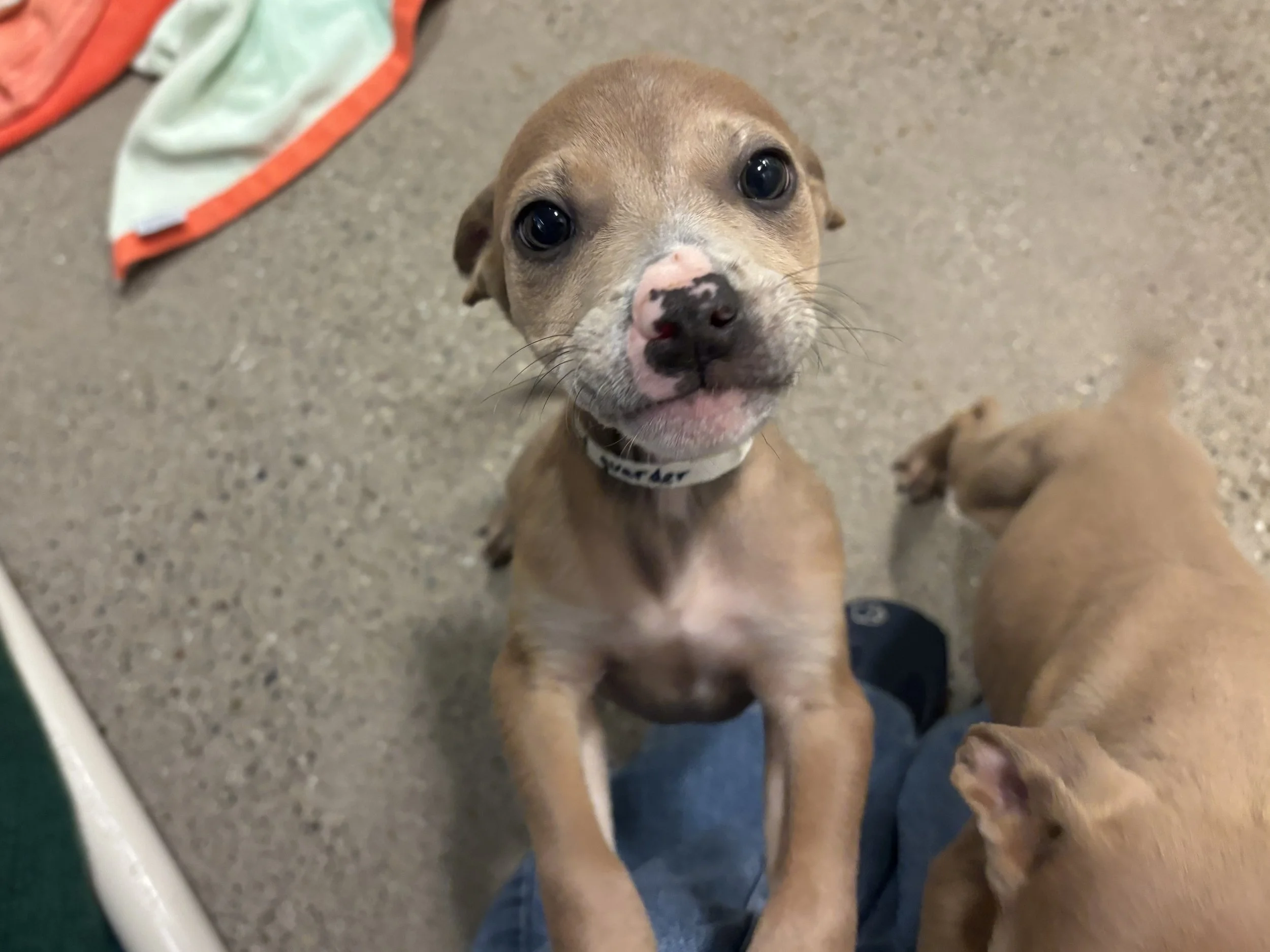 white collar puppy y1.jpeg