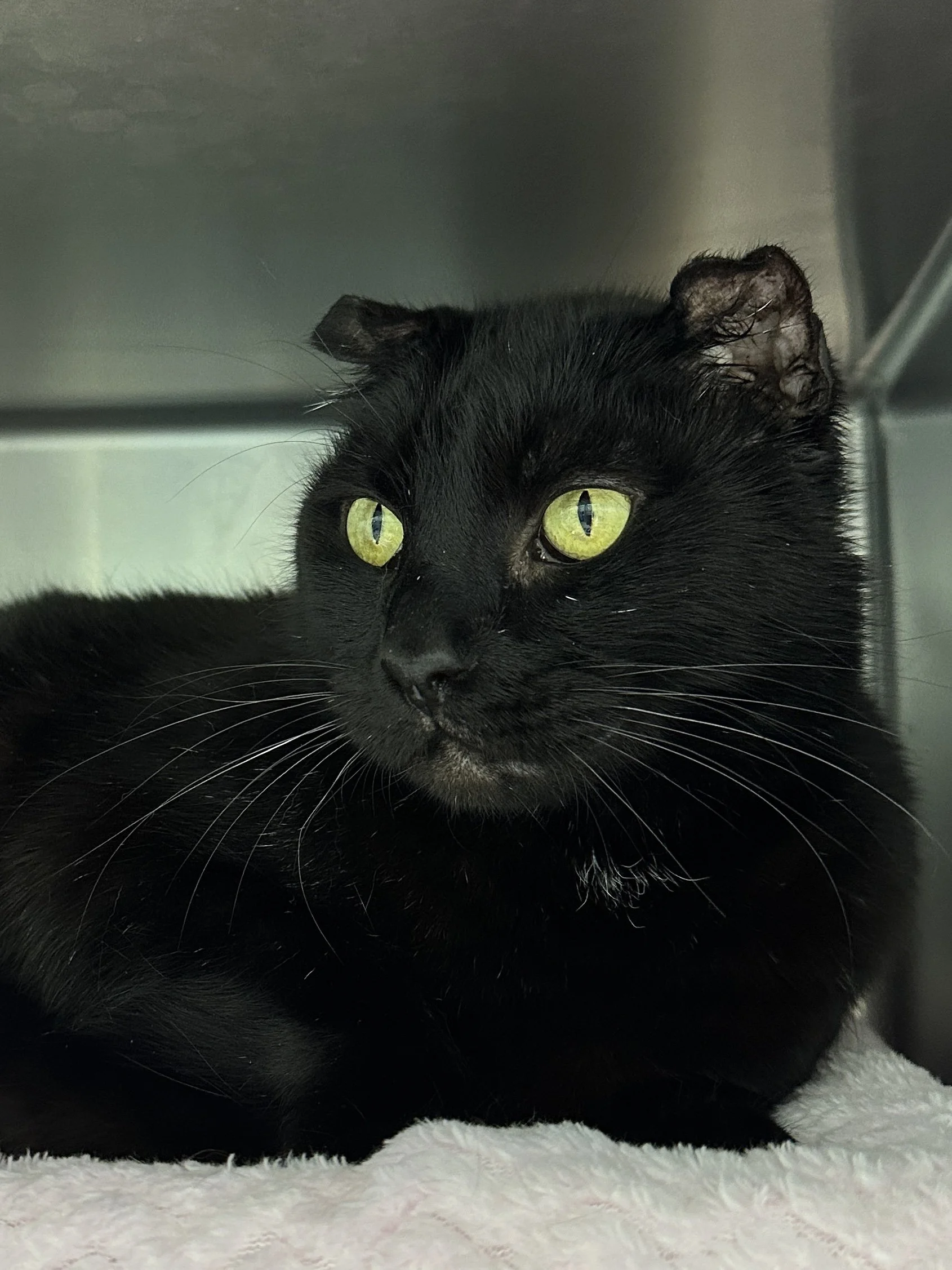 Bagheera