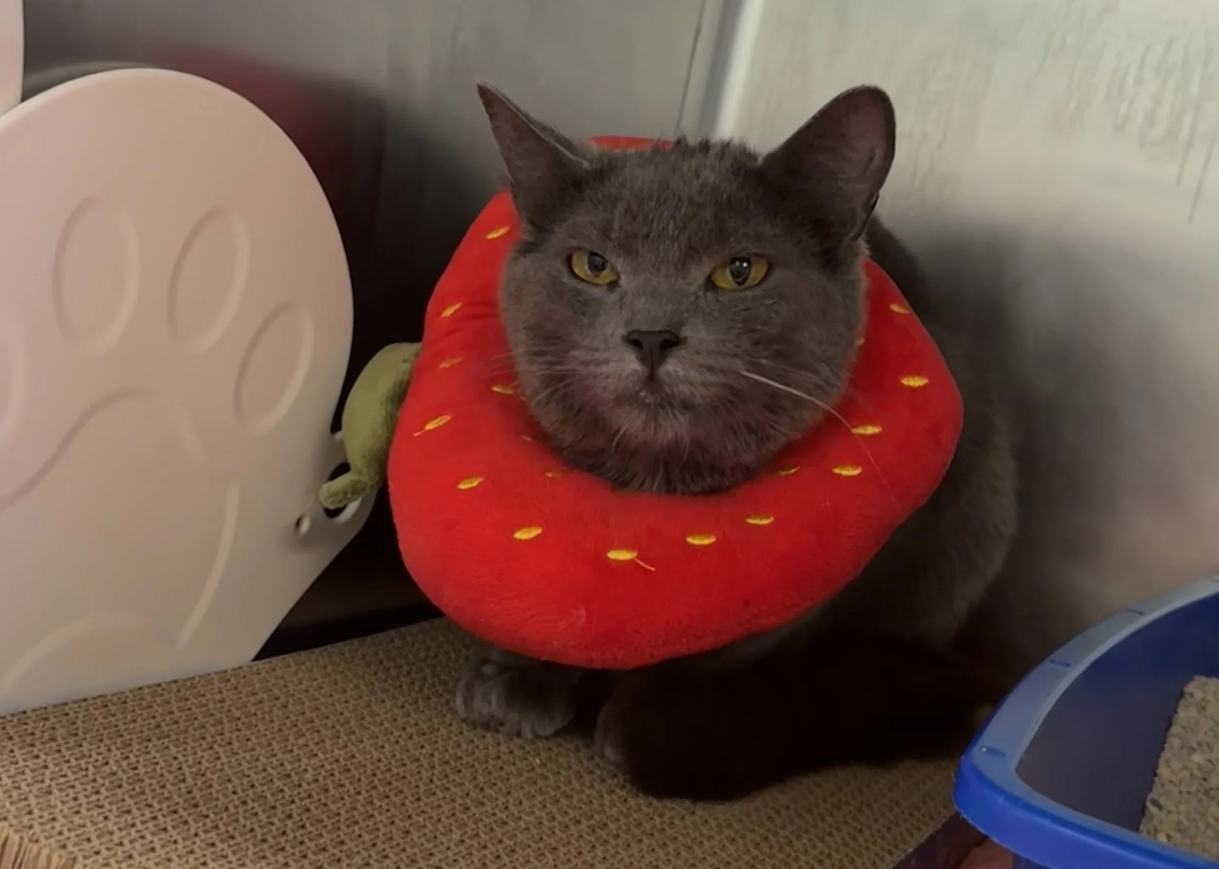 lil gray2.jpeg