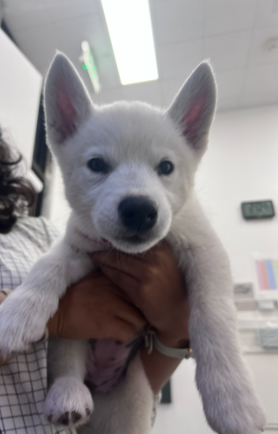 Screenshot 2026-04-06 135237.png