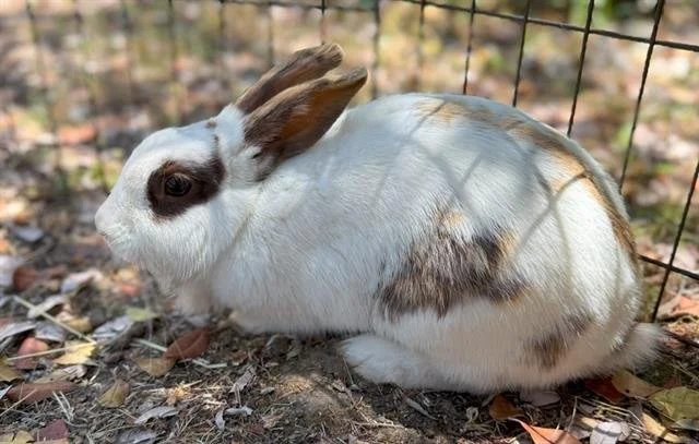 BunBun.jpg