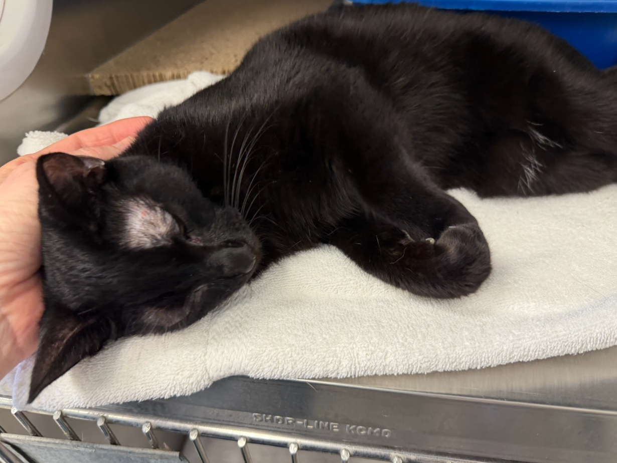 Screenshot 2026-03-02 181201.png