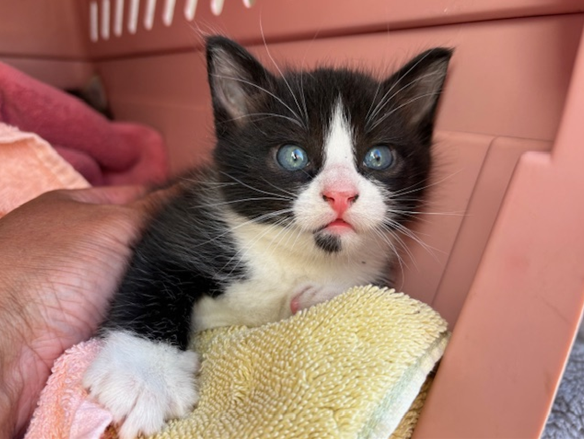 Screenshot 2026-03-23 103032.png