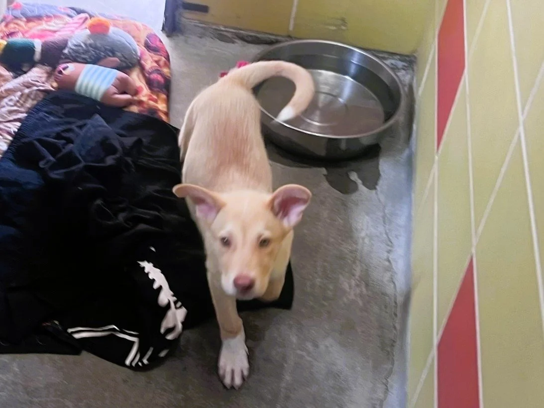1puppy.jpg