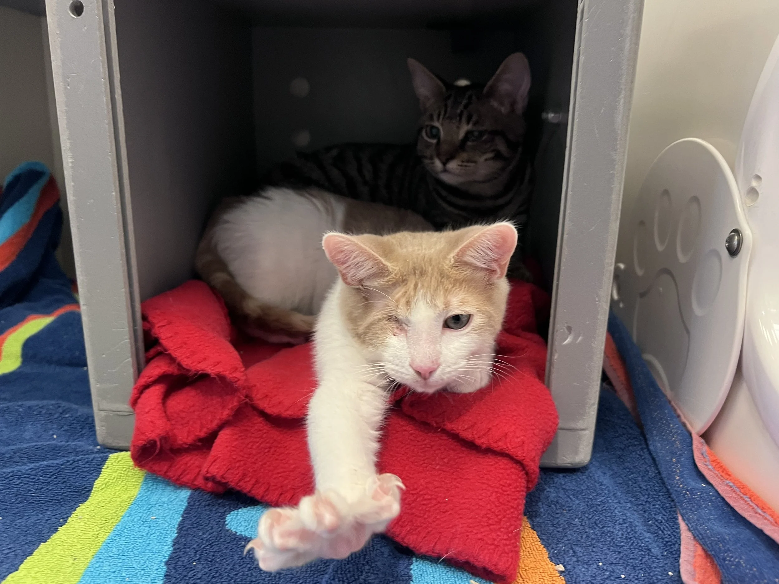 Image - 2025-12-27T145636.217.jfif