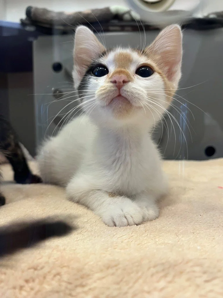 sugar 3.jpg