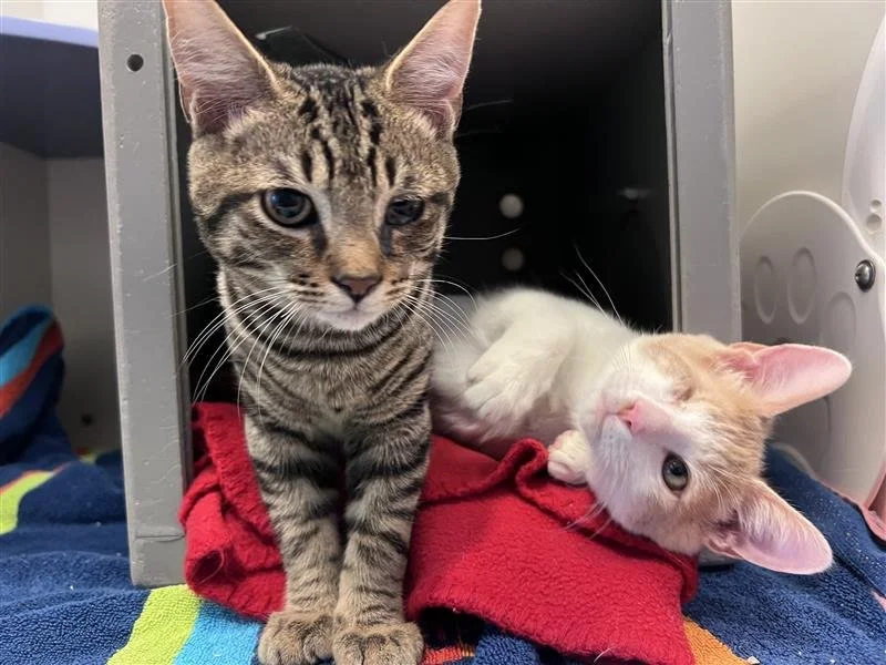 Image - 2025-12-27T145610.881.jfif