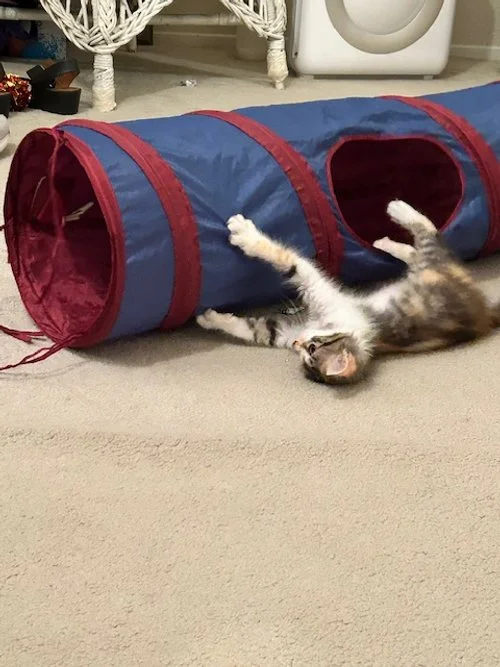 Chloe 2.jpeg