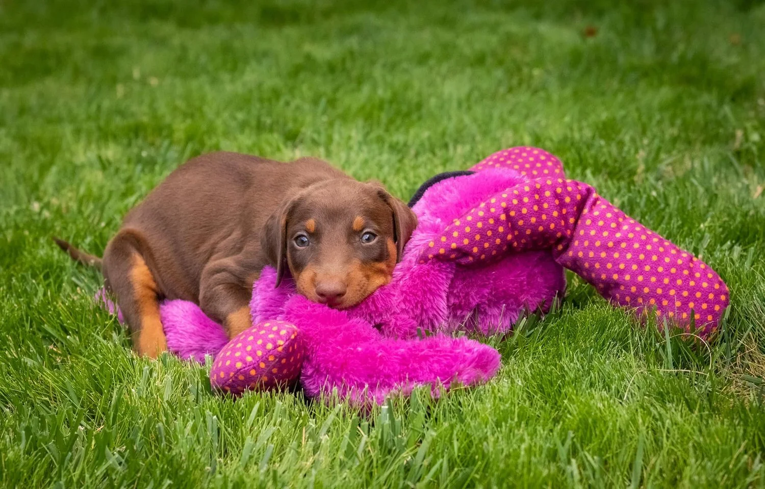 Pet Pantry Webpage Banner.jpg