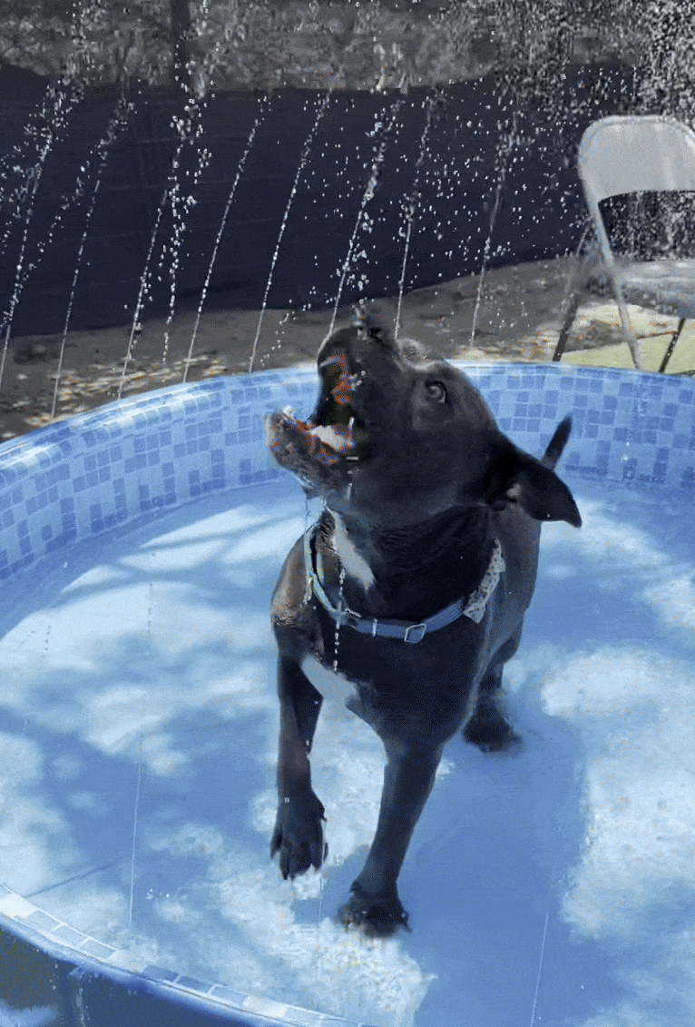 RomeoinPool-ezgif.com-optimize.gif