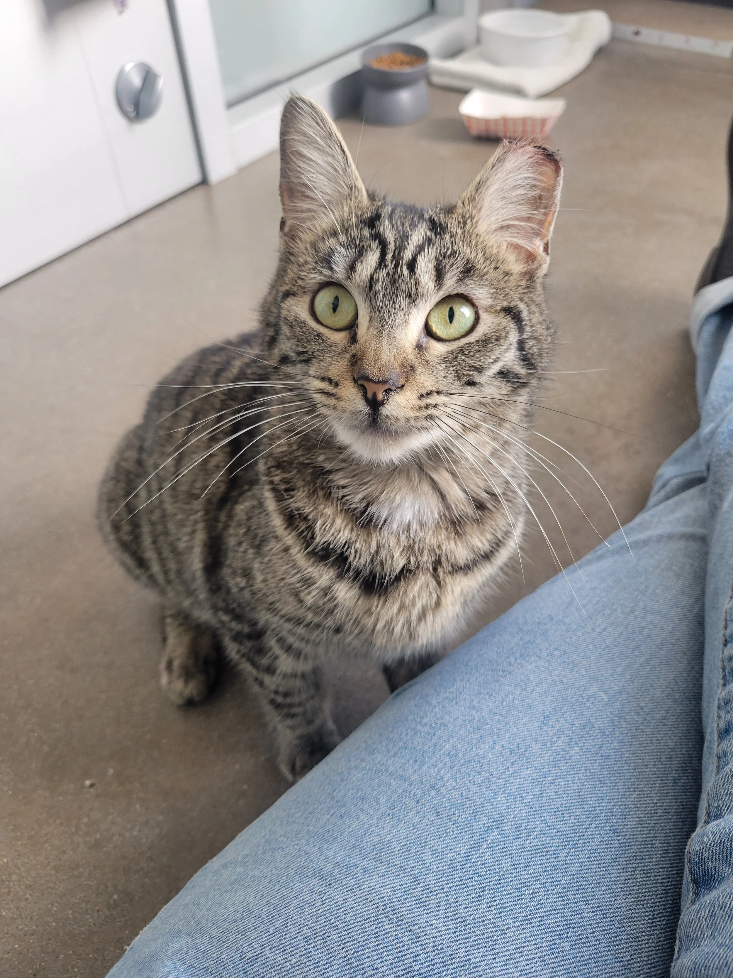 Starlight - Adopted 1/31