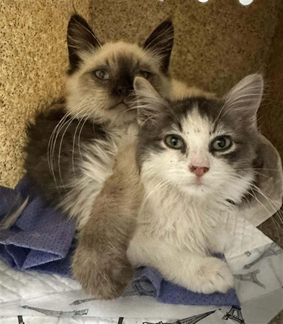 Charlie - Adopted 1/24