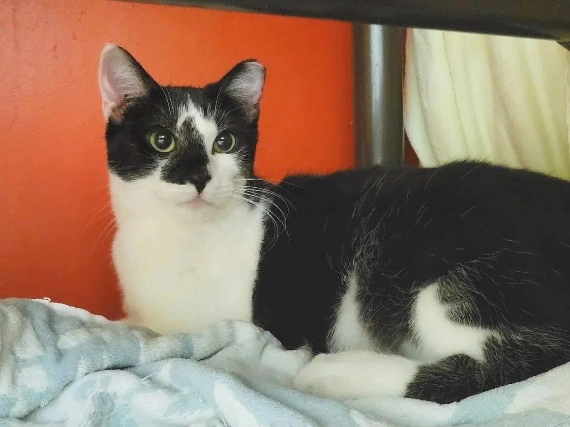 Wilbur - Adopted 1/24