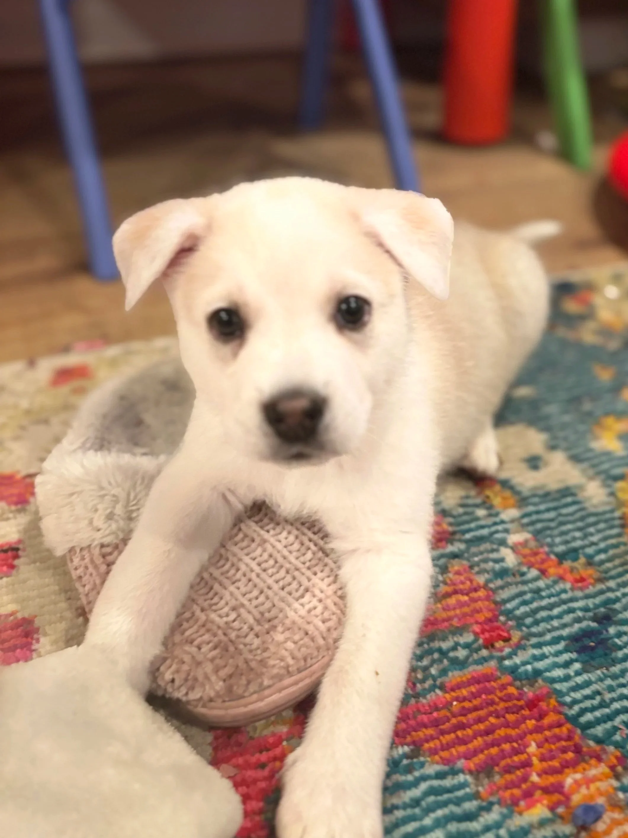 Teddy - Adopted 1/22