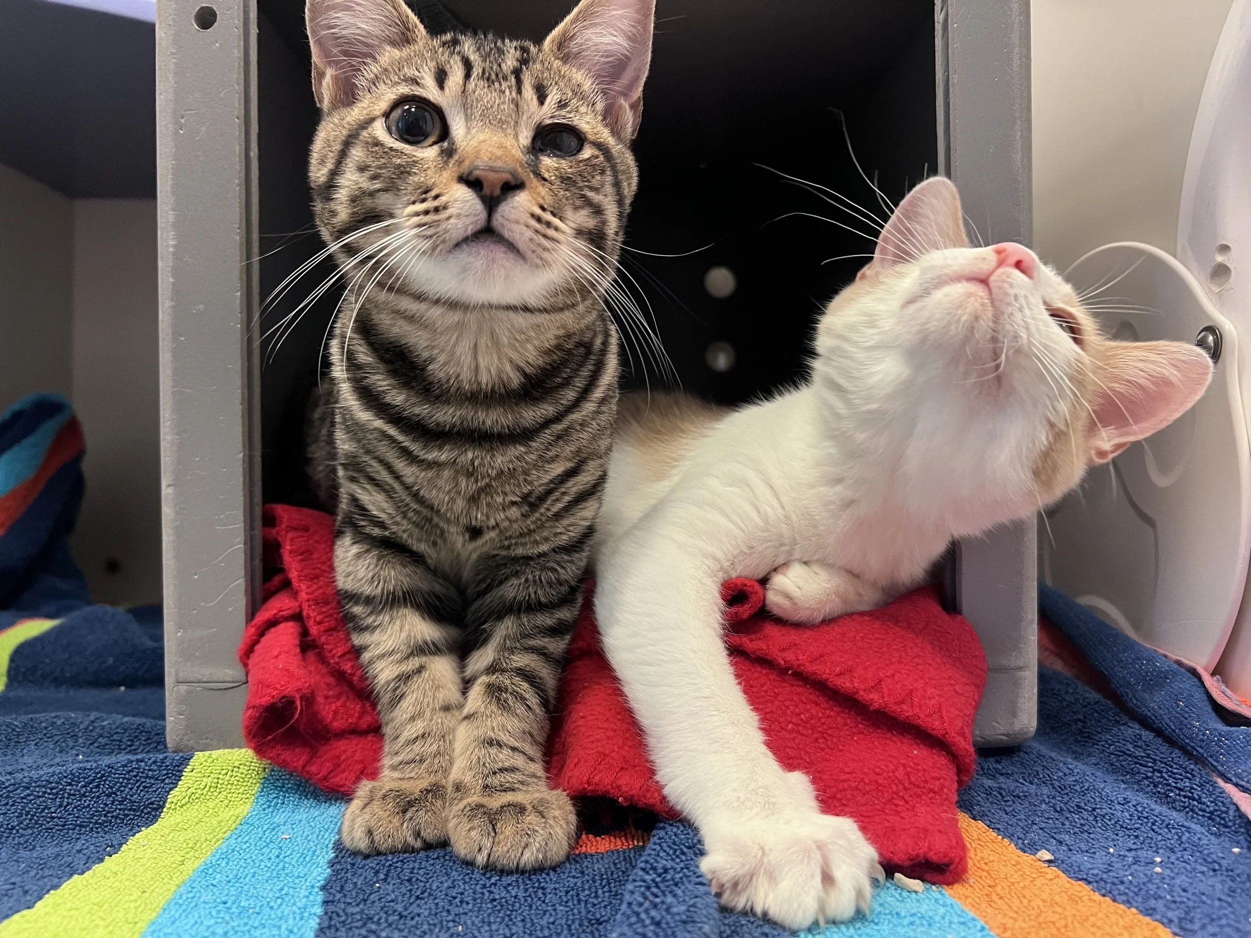 Image - 2025-12-27T145646.085.jfif