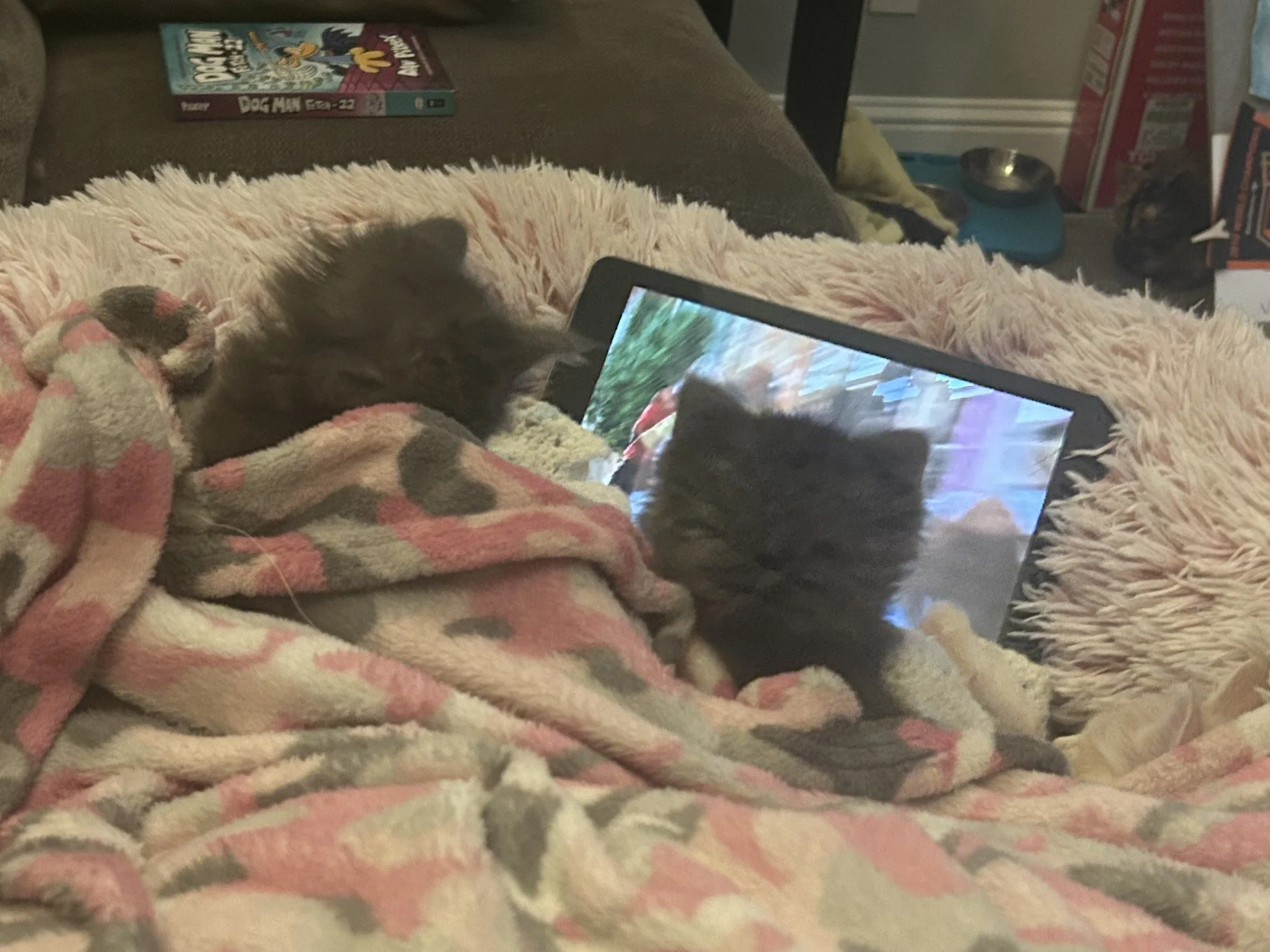 carroooot litter.jpeg