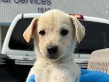 Hector - Adopted 11/29/25