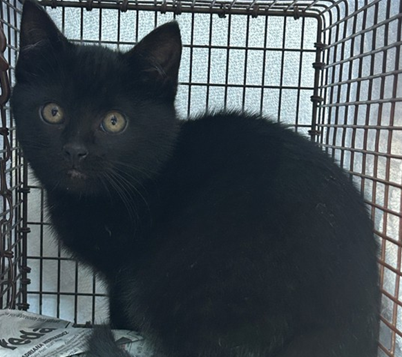 Screenshot 2026-01-12 153150.png