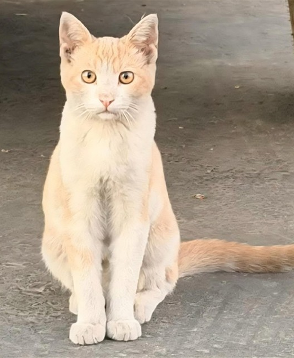 Screenshot 2026-04-02 154033.png