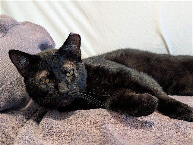 Godzilla-Adopted 12/9