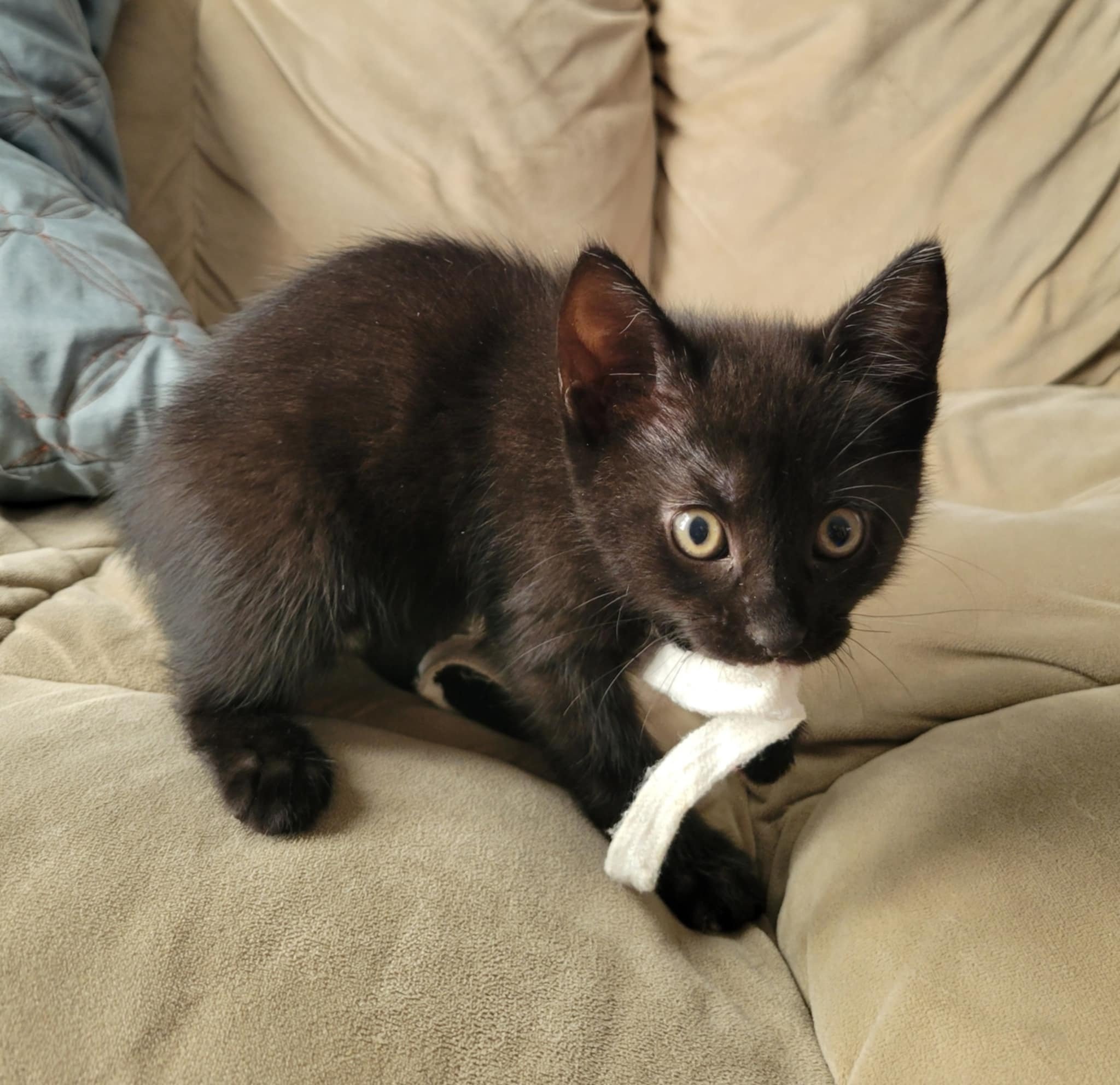 Loki(3).jpg