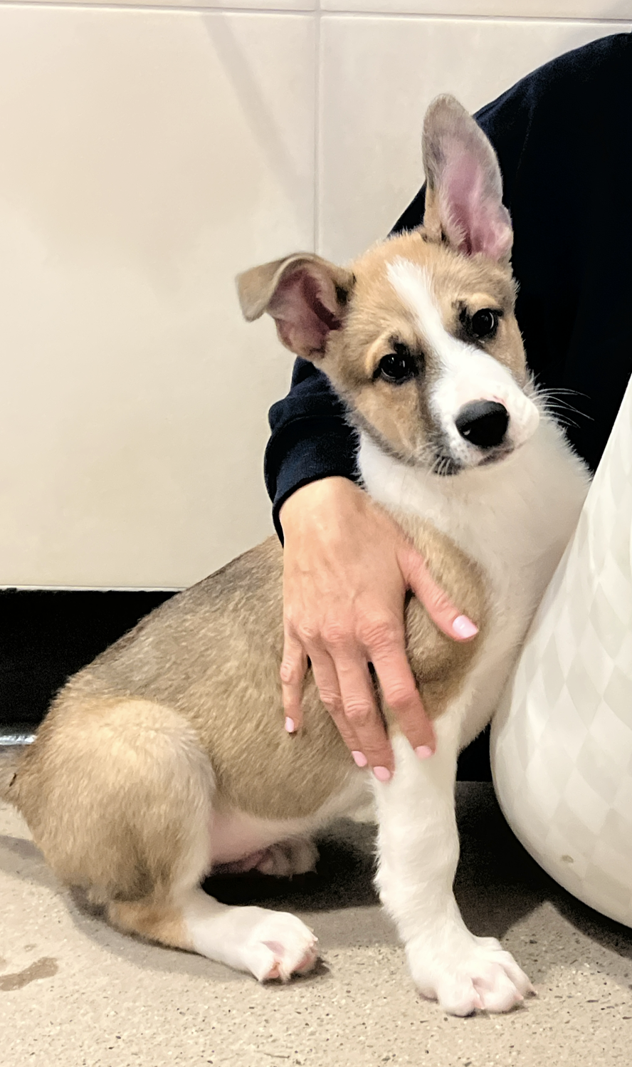 Brownie - Adopted 1/31