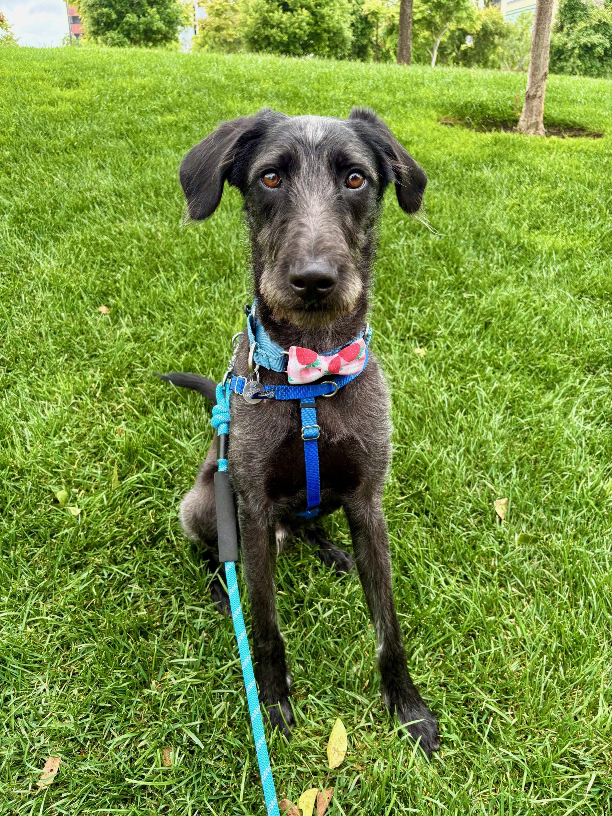 Viggo - Adopted 5/7