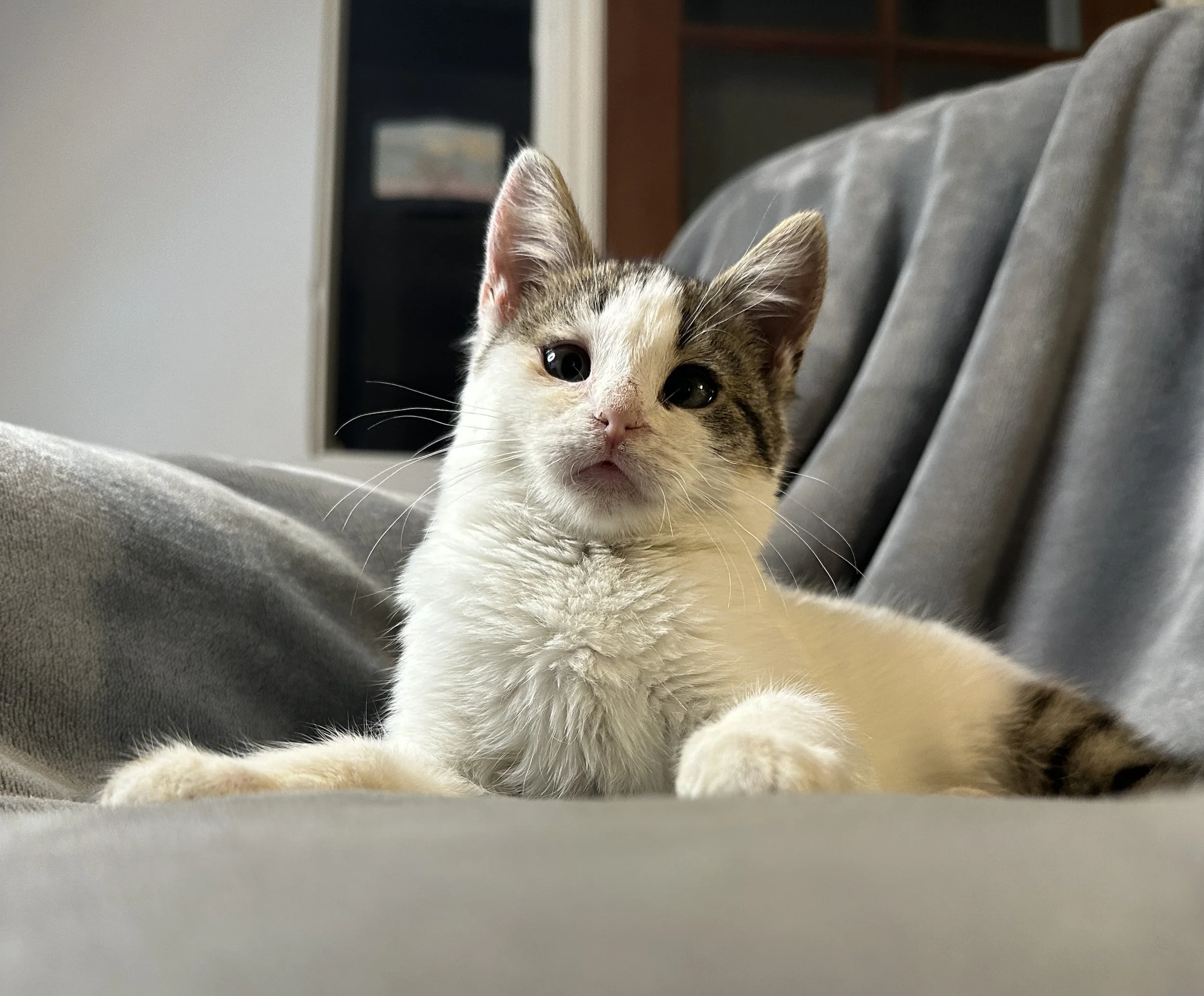 Marble-Adopted 1/26/26