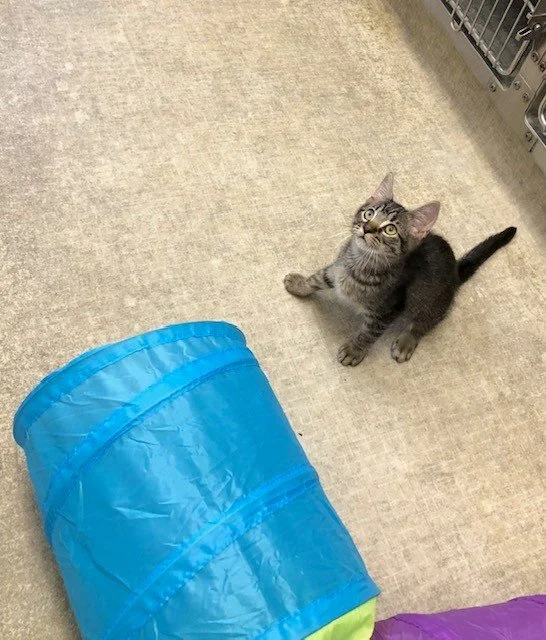 bruiser 1.jpg