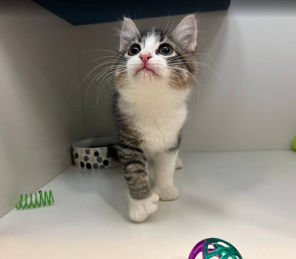 Screenshot 2026-01-09 151651.png