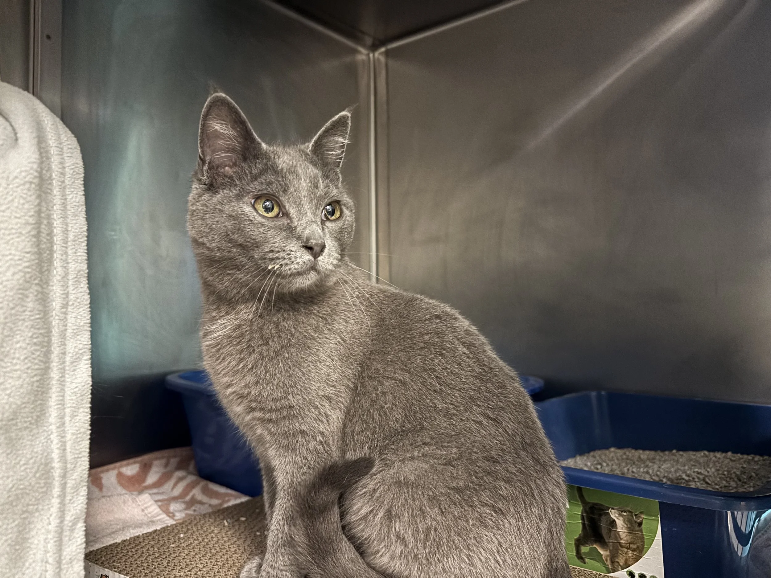 Jasper - Adopted 1/26