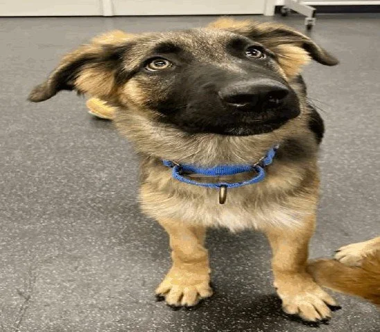 Rumble - Adopted 2/21