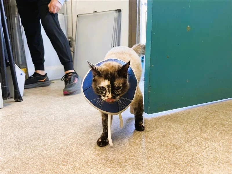 Tiramisu - Adopted 4/3